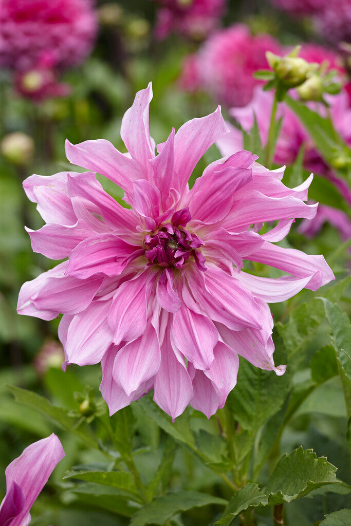 Dahlia Dekorativ Lavender Ruffles 1-pack